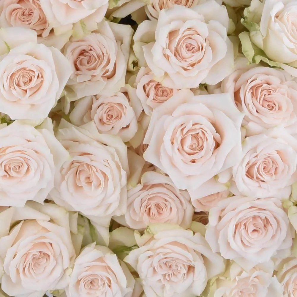 SPRAY ROSES (Chocolate, 30 cm, B.S. Capricorn)