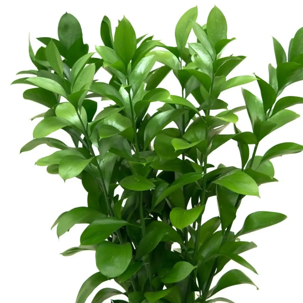 RUSCUS (50 cm)