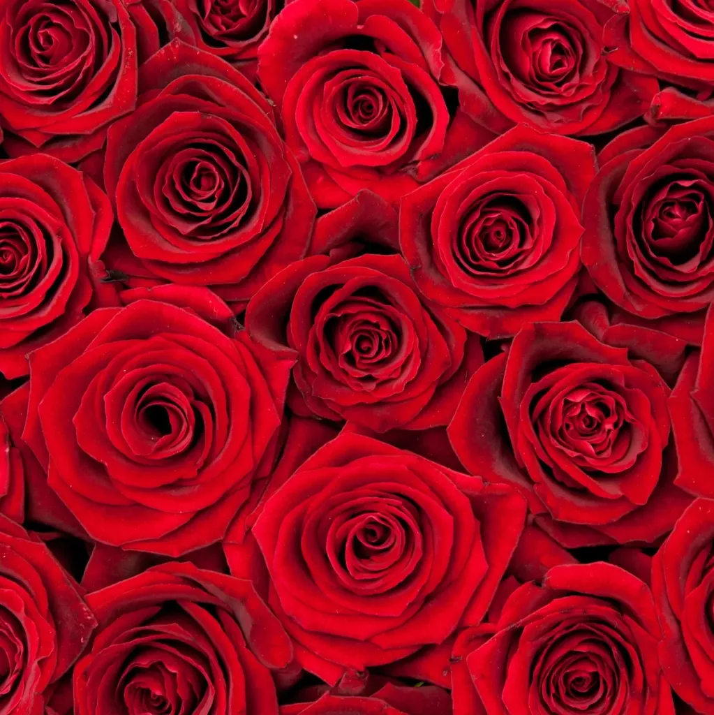 ROSES (Bicolor, 100 cm, Absolut in Pink)