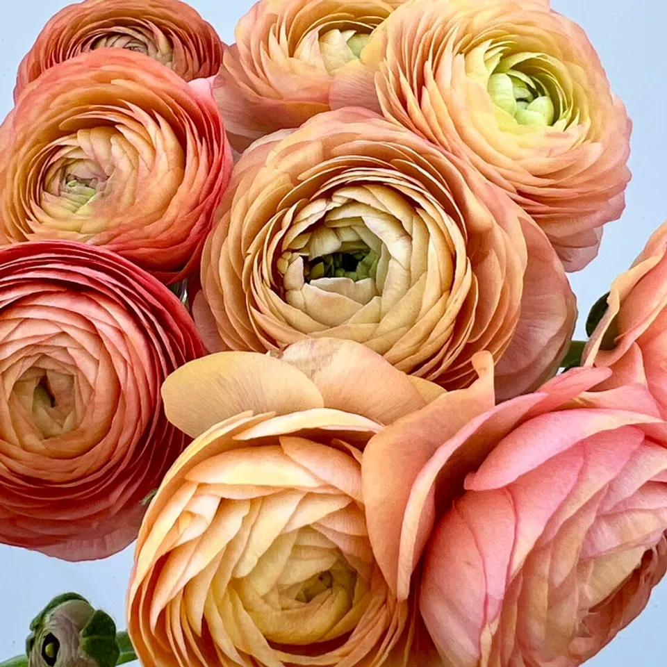 RANUNCULUS (Bicolor, 30 cm, Elegance, Amandine)