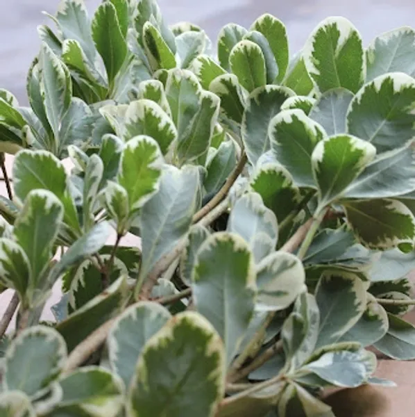 PITTOSPORUM