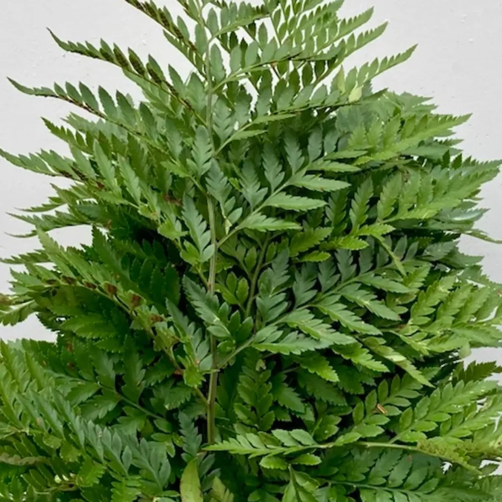 LEATHER LEAF (50 cm)