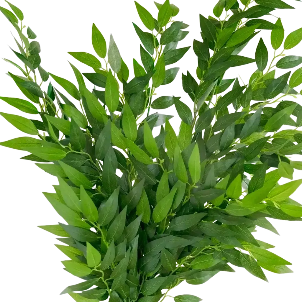 ITALIAN RUSCUS (60-80 cm)
