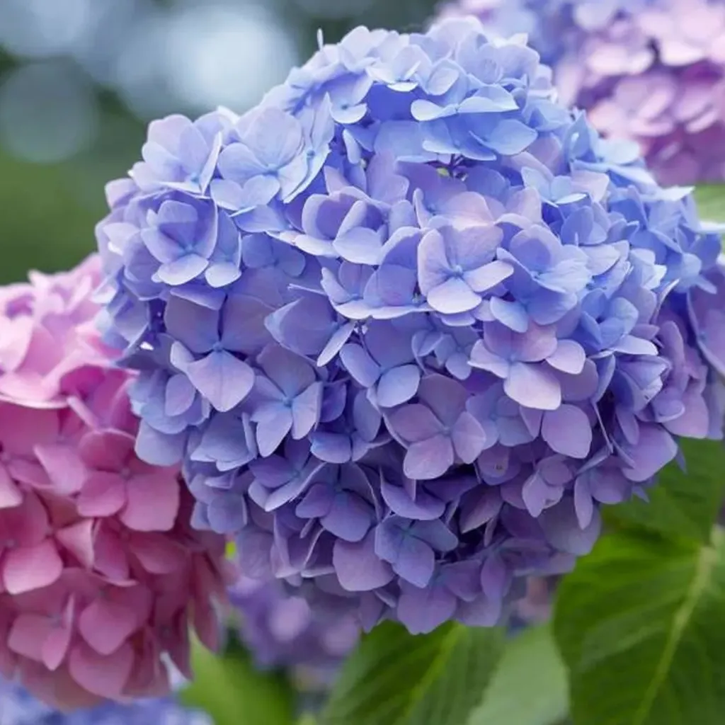 HYDRANGEA (Assorted, Esmeralda, Elite)