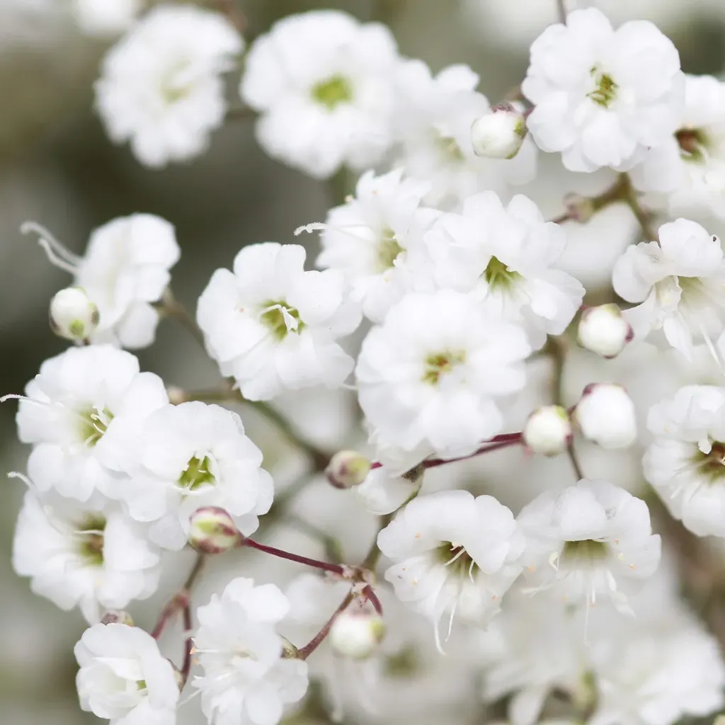 GYPSOPHILIA (Pink, 60 cm, Cosmic)