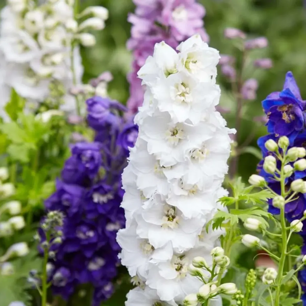 DELPHINIUM (Blue, 100 cm, Bella, Candle)
