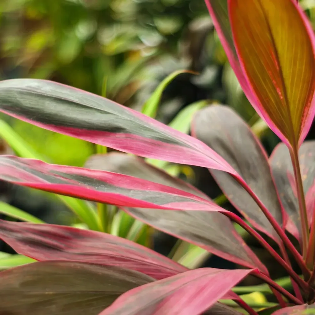 CORDYLINE (Black, Black Ti)