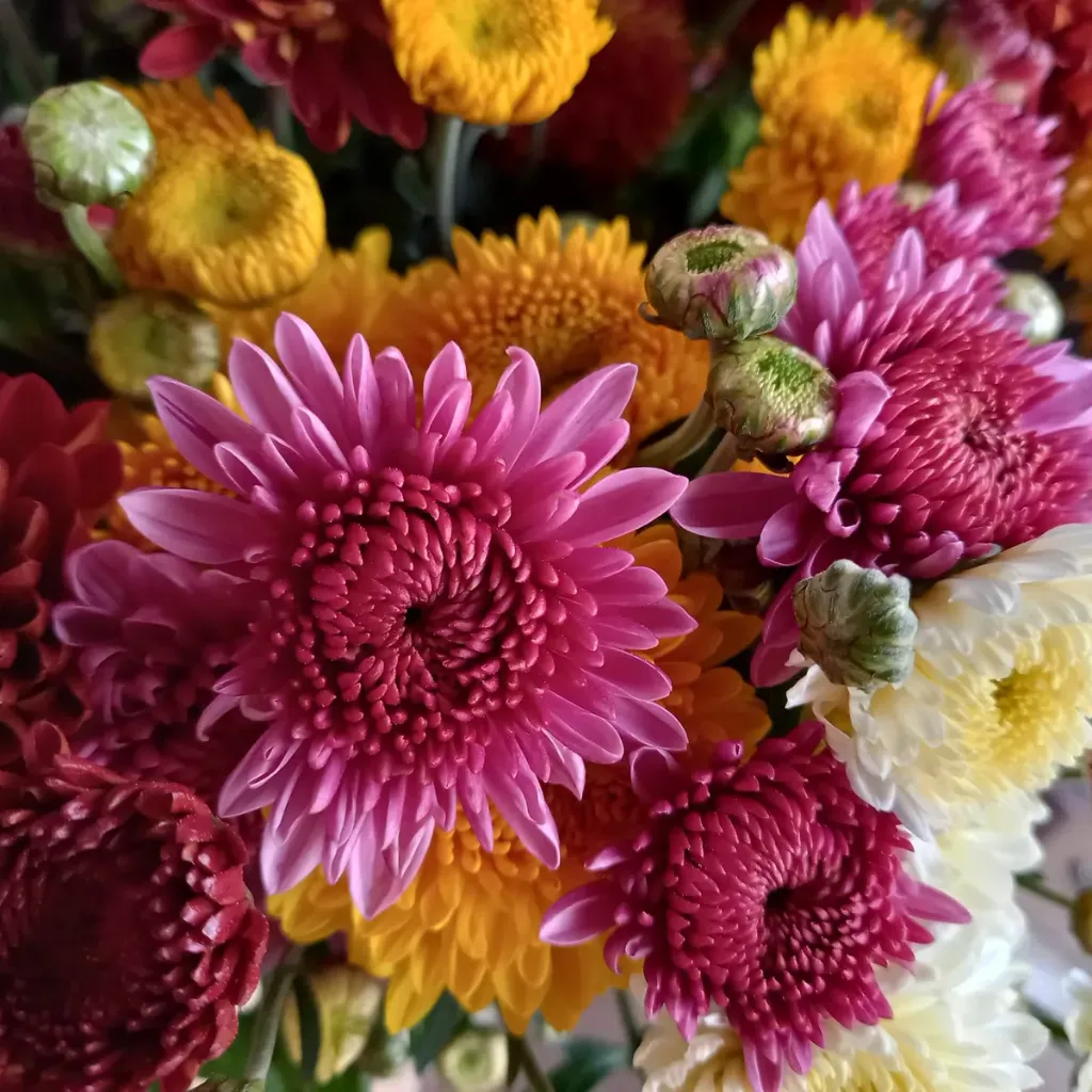 CHRYSANTHEMUM (Assorted, Andrea)