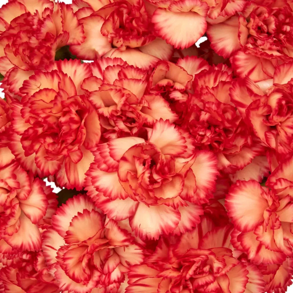 CARNATIONS (Beige, Altamira, Fancy)