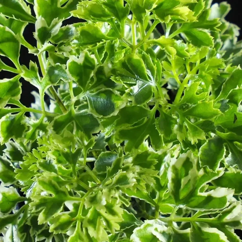 ARALIA