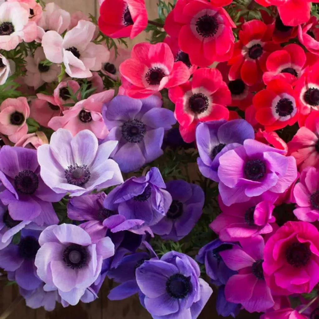 ANEMONE (Bicolor, 30 cm, Grape, Levante)